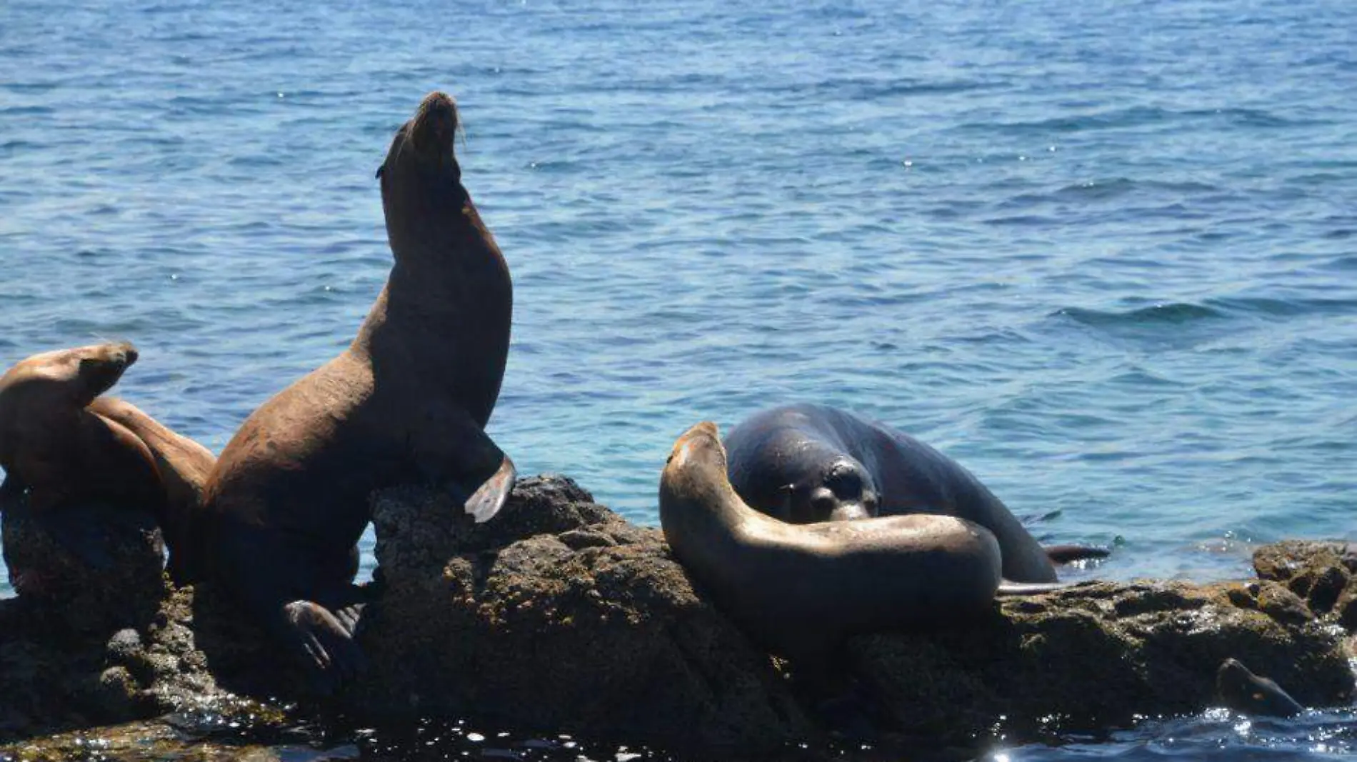 Cómo evitar ataques de lobos marinos